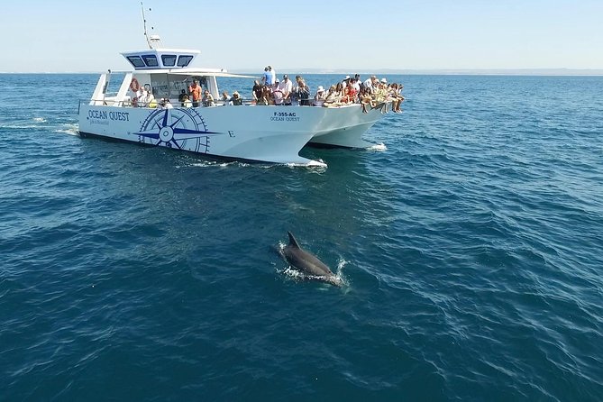Dolphin Search - Dolphin Quest - Ethics and AIMM conservation funding, what your ticket supports