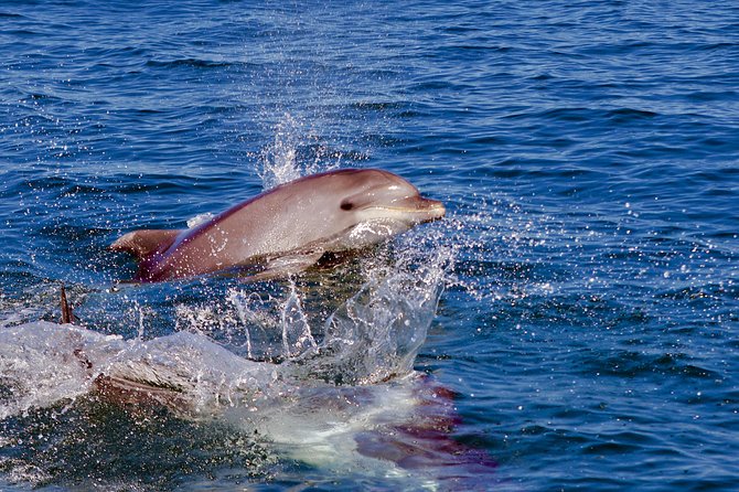 Dolphin Search - Dolphin Quest - Who this trip fits best: families, animal lovers, and more