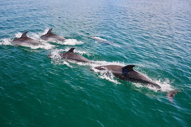 Dolphin Search - Dolphin Quest - Price and value: is $47.21 a fair deal?