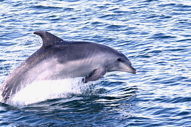 Dolphin Search - Dolphin Quest - Logistics that affect your day: confirmation, weather, and group size