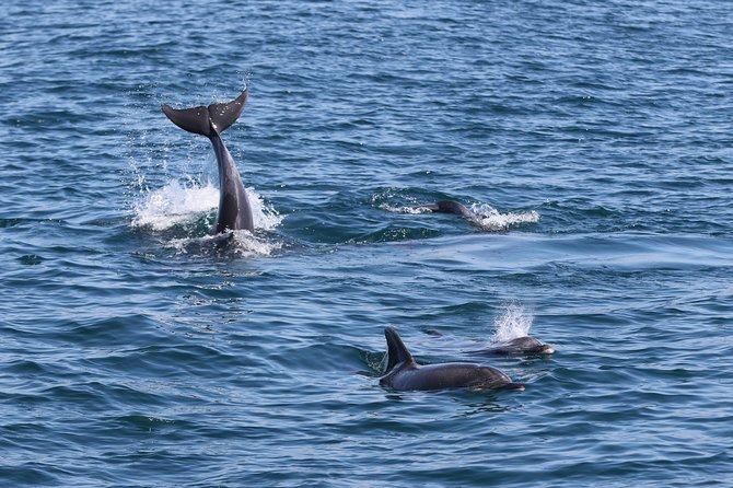 Dolphin Search - Dolphin Quest - My take: should you book Dolphin Quest in Albufeira or Vilamoura?