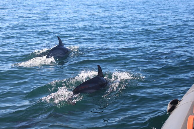 Dolphin Watching + 2 Islands Tour - From Faro - Barreta Island and short pauses that still change your day