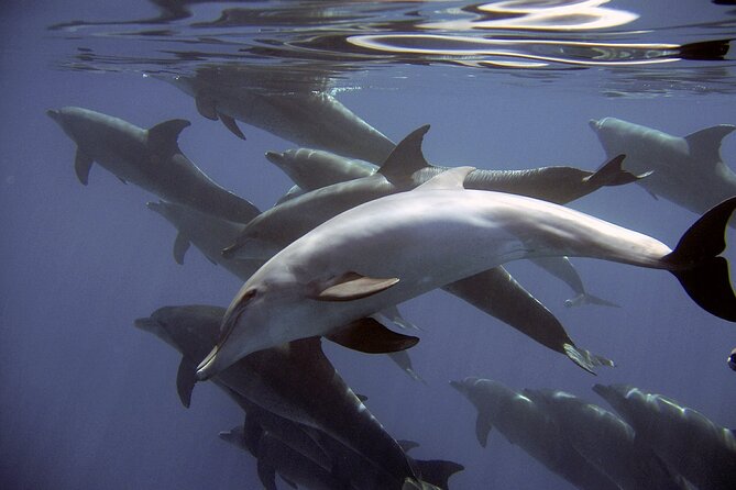 Dolphin Watching + 2 Islands Tour - From Faro - Ilha do Farol: lighthouse village atmosphere and real local life