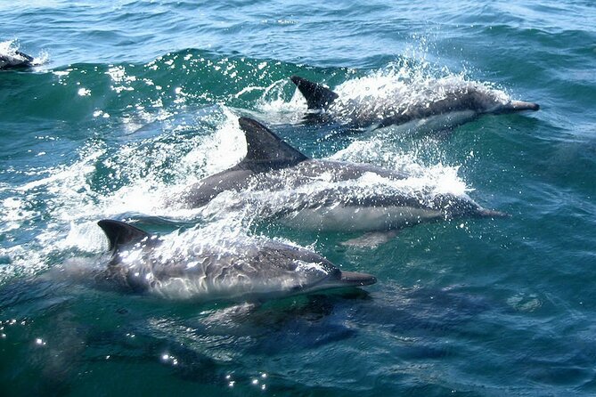 Dolphin Watching + 2 Islands Tour - From Faro - Ilha Deserta and the “crystalline waters” swim time