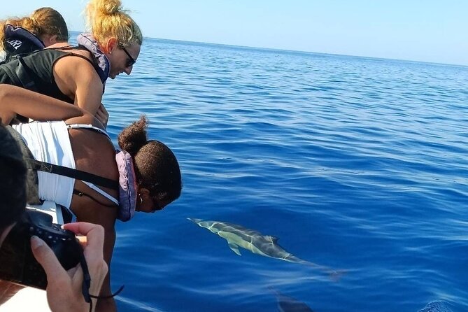Dolphin Watching + 2 Islands Tour - From Faro - Wildlife chances: dolphins, turtles, seabirds, and the honest expectations