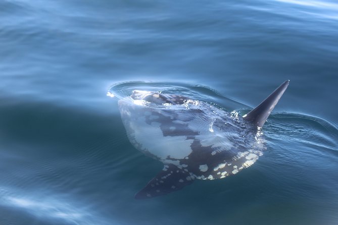 Dolphin Watching + 2 Islands Tour - From Faro - Small-group sailing and the guide-skills that change the feel