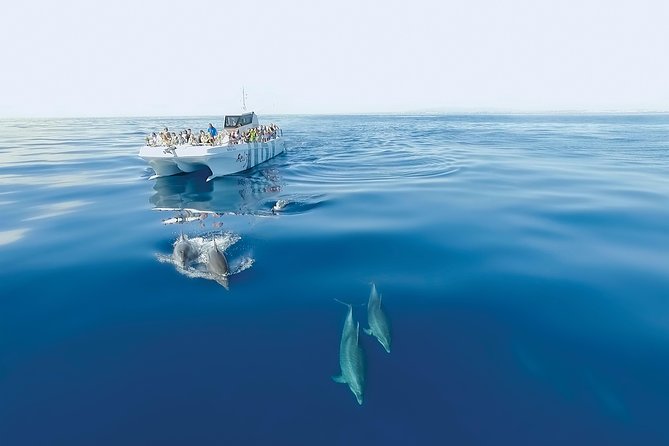 Dolphin Watching and Cave Boat Cruise from Albufeira - Listening to the guide: live facts, and why seating can matter