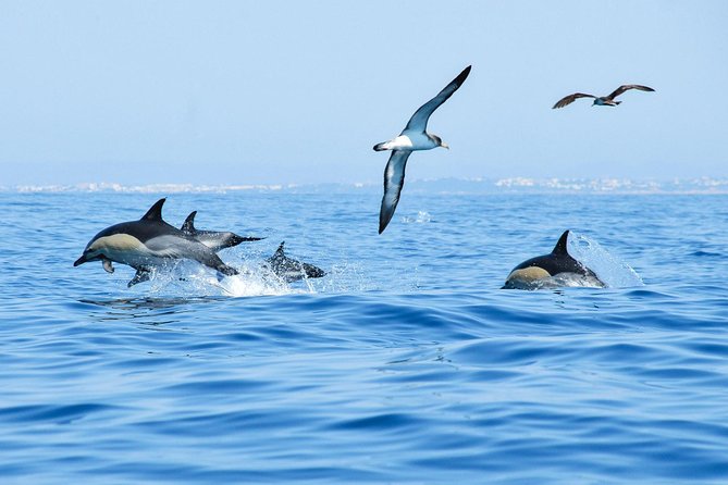 Dolphin Watching and Cave Boat Cruise from Albufeira - Weather reality: cold spray, wet seats, and rough-water risk