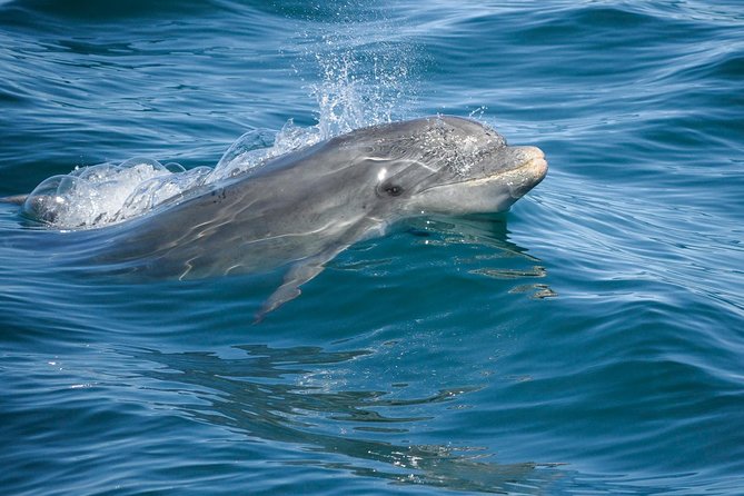 Dolphin Watching and Cave Boat Cruise from Albufeira - The flow of the day: dolphins first, caves close by