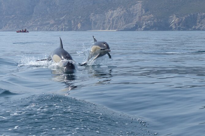 Dolphin Watching at the Arrabida (Lisbon region) - Arrábida Marine Park: why your dolphin search has structure