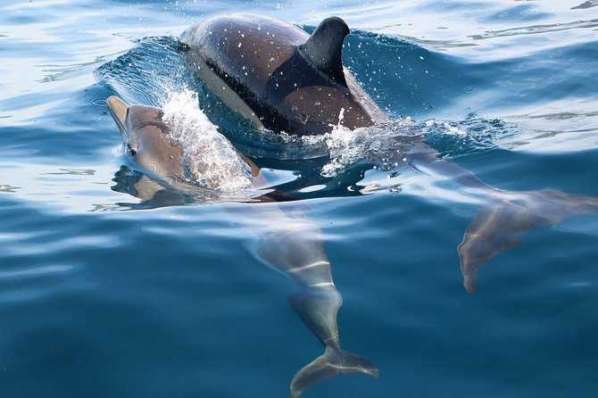 Dolphin Watching at the Arrabida (Lisbon region) - What happens on the water: pods, course changes, and that dolphin moment