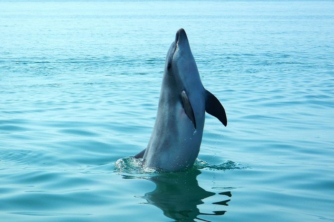 Dolphin Watching at the Arrabida (Lisbon region) - Stop 1 at Parque Natural da Arrábida: more than just a name on a route
