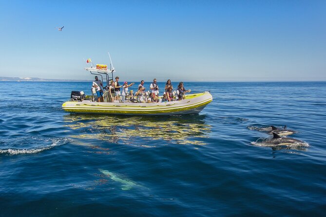 Dolphin Watching at the Arrabida (Lisbon region) - Timing, group size, and your best shot at sightings