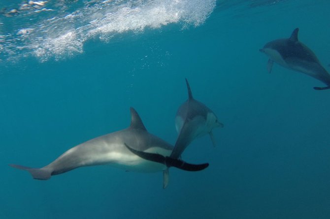 Dolphin Watching at the Arrabida (Lisbon region) - Who should book this dolphin watching trip?