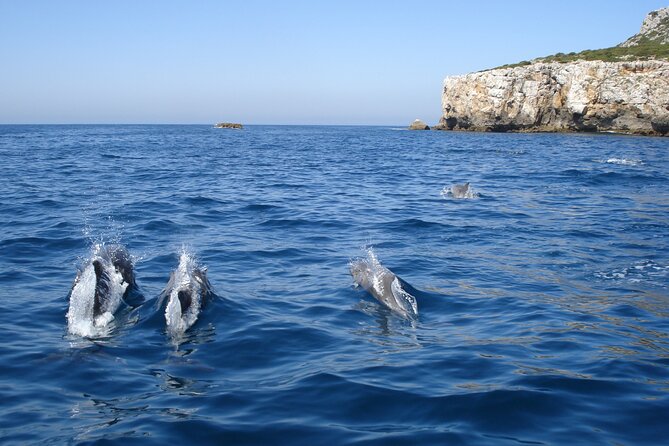 Dolphin Watching at the Arrabida (Lisbon region) - Should you book dolphin watching at the Arrábida?