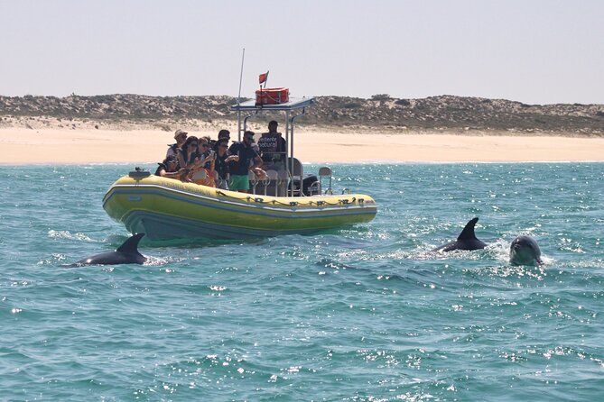 Dolphin Watching at the Arrabida (Lisbon region) - Price and value: $60.07 for a short, purpose-built outing