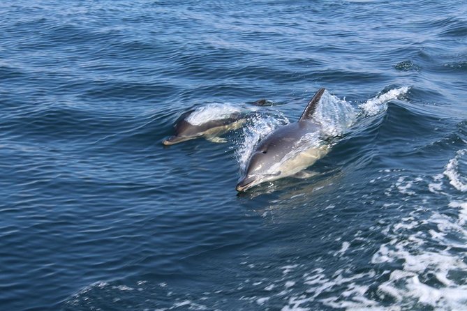 Dolphin Watching from Lagos with Marine Biologists - Where You Meet Bluefleet Inside Lagos Train Station