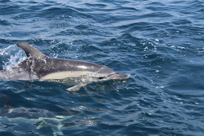 Dolphin Watching from Lagos with Marine Biologists - How the Marine Biologists Search for Common and Bottlenose Dolphins
