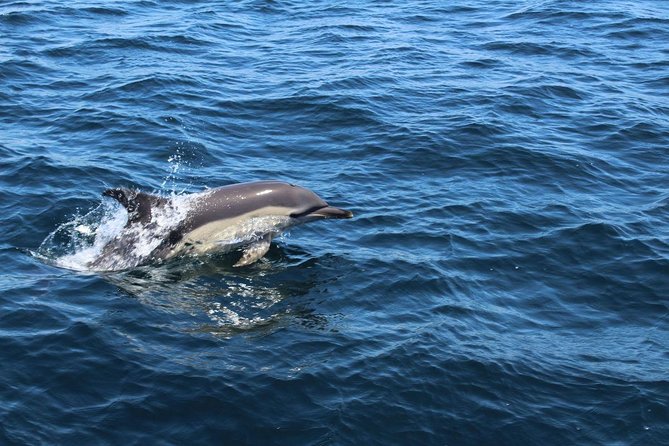 Dolphin Watching from Lagos with Marine Biologists - Who This Dolphin Watching Tour Suits Best