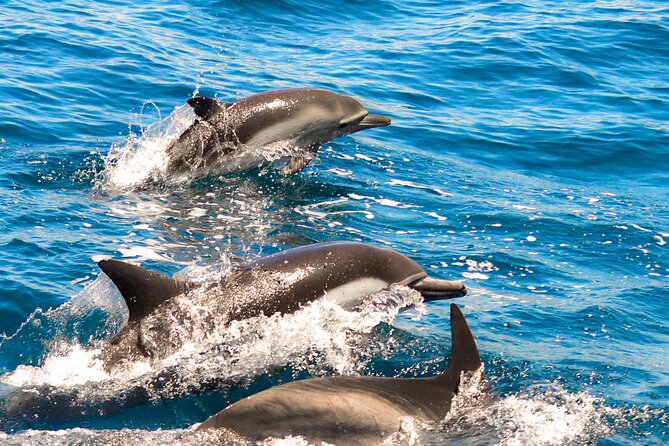Dolphin-Watching in Marina de Lagos - Key things I’d bet on