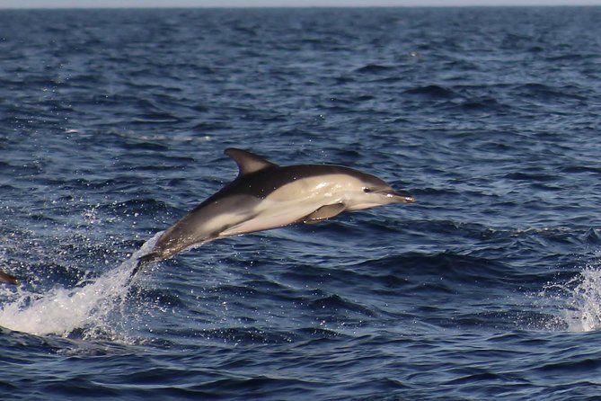 Dolphin-Watching in Marina de Lagos - The skipper edge: why 95% sightings and 25 to 30 years matter
