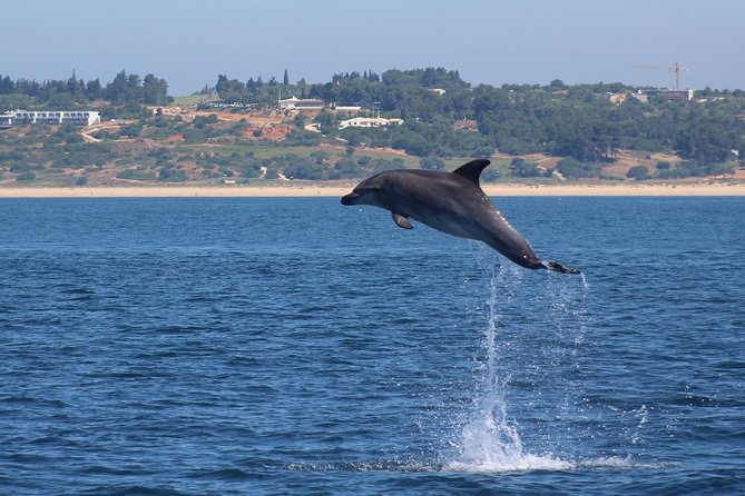 Dolphin-Watching in Marina de Lagos - Benagil-caves branding and Algarve coastline time: scenery without the stress