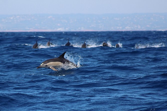 Dolphin-Watching in Marina de Lagos - Safety, seating, and sea conditions: plan for the speed and the waves