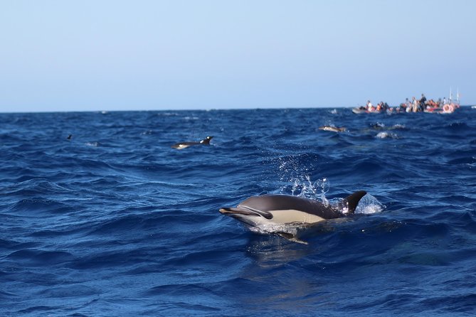 Dolphin-Watching in Marina de Lagos - Price and value for $41.13: what feels fair, what costs extra