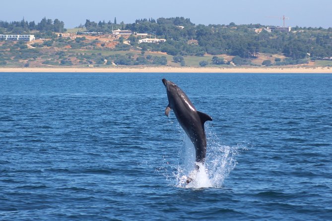 Dolphin-Watching in Marina de Lagos - When your day is delayed by weather, here’s what to expect