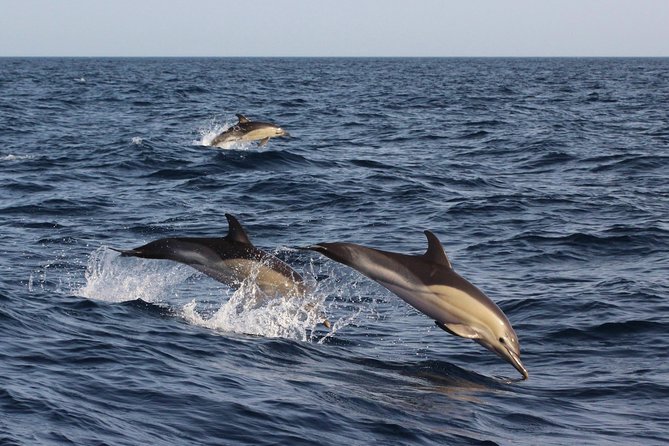 Dolphin-Watching in Marina de Lagos - Who should book this dolphin watching trip, and who should skip it