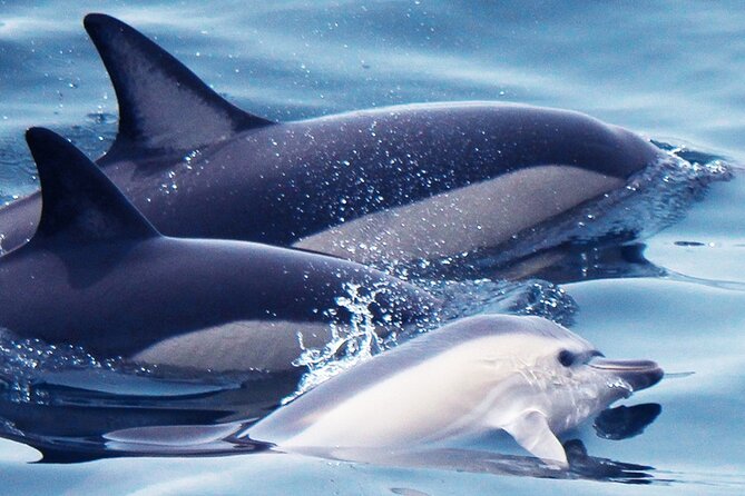 Dolphin-Watching in Marina de Lagos - What you’ll see: bottlenosed and common dolphins, plus other marine life