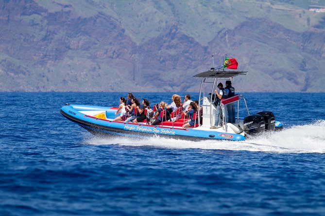 Dolphin - Whale - Turtle - Bird Watching - Speed, Small Group, Certified Guides: What Makes This Boat Work