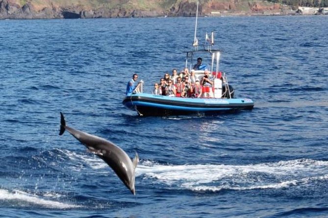 Dolphin - Whale - Turtle - Bird Watching - The Free Repeat Ride Policy, and How to Think About It