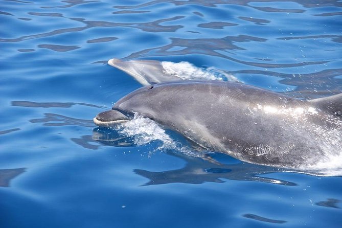 Dolphin - Whale - Turtle - Bird Watching - Guides and Live Commentary: Facts You Can Actually Use