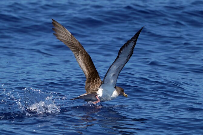 Dolphin - Whale - Turtle - Bird Watching - Comfort, Motion, and Practical Tips for Your Body