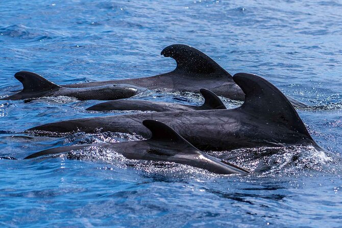 Dolphin - Whale - Turtle - Bird Watching - Price and Value: What About $60 Gets You