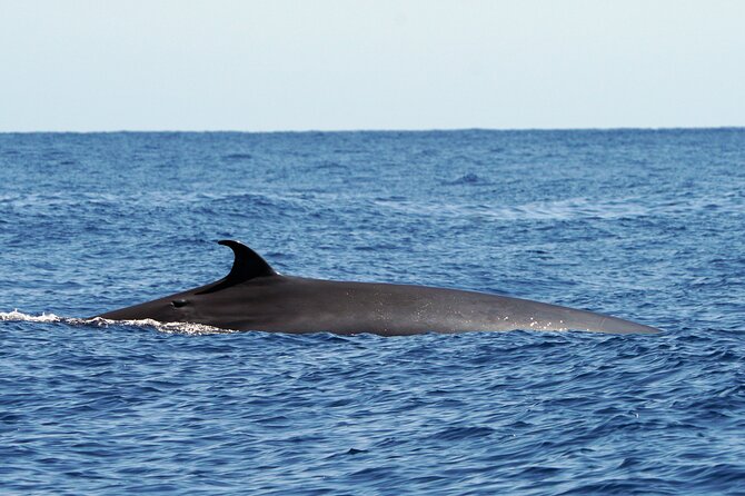 Dolphin - Whale - Turtle - Bird Watching - When This Trip Makes the Most Sense for You