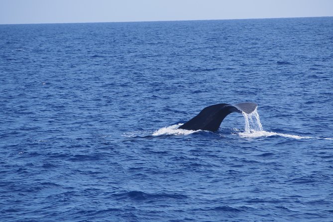Dolphin - Whale - Turtle - Bird Watching - Wildlife is the Main Event, Here’s What the Crew Looks For