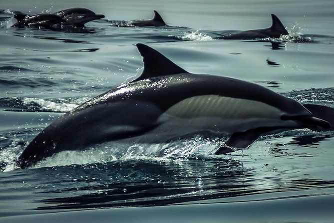 Dolphins & Benagil Caves with Biologist guide - Stop-by-Stop Along the Algarve Coast: Benagil and More