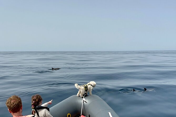 Dolphins & Benagil Caves with Biologist guide - How Likely Are Dolphins, Really?