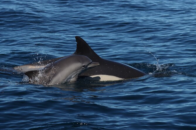 Dolphins & Benagil Caves with Biologist guide - Price and Value: What 84.66 Gets You
