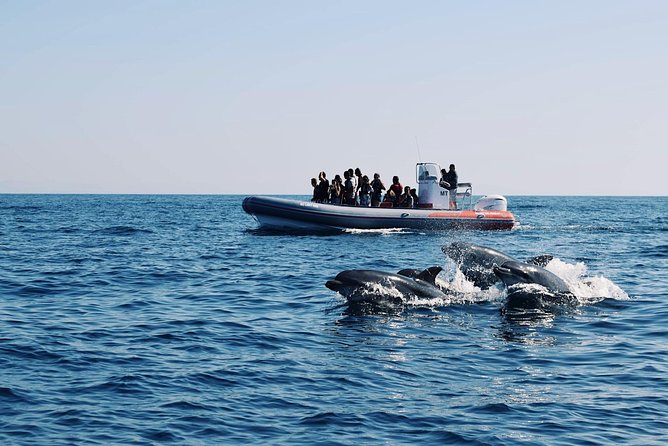 Dolphins Search and Benagil Caves from Albufeira - Dolphin Search and Benagil Caves: Quick, Practical Highlights