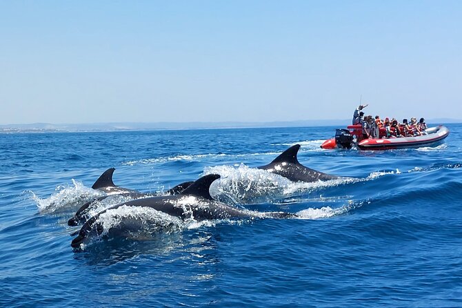 Dolphins Search and Benagil Caves from Albufeira - Benagil Caves by Semi-Rigid Boat: Why the Small Group Feels Better