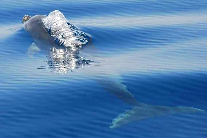 Dolphins Search and Benagil Caves from Albufeira - Dolphin Search Time: What You Can Hope For (And What You Should Not Assume)