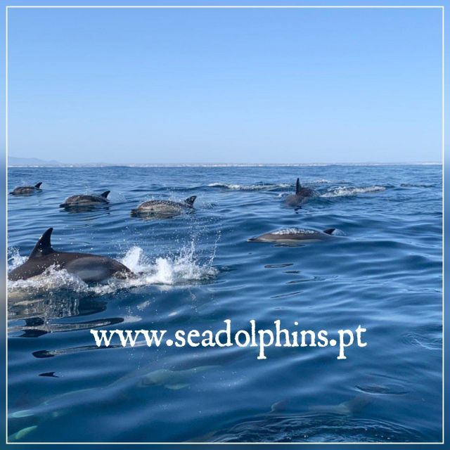 Dolphins Watching - Portimão - Key Things I’d Pay Attention To Before You Go