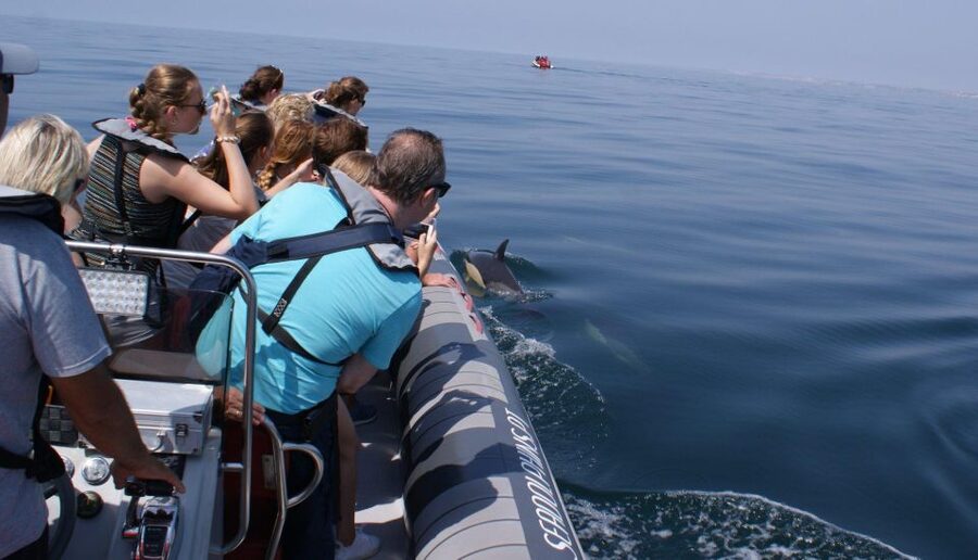 Dolphins Watching - Portimão - Who This Tour Is Best For (and Who It Might Not Fit)