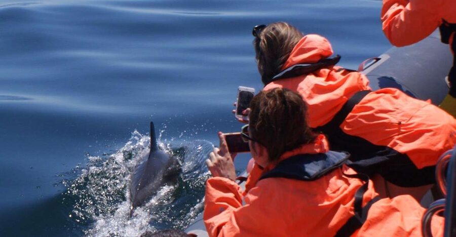 Dolphins Watching - Portimão - The Dolphin Watching Window: 1.5 Hours Near Praia da Rocha