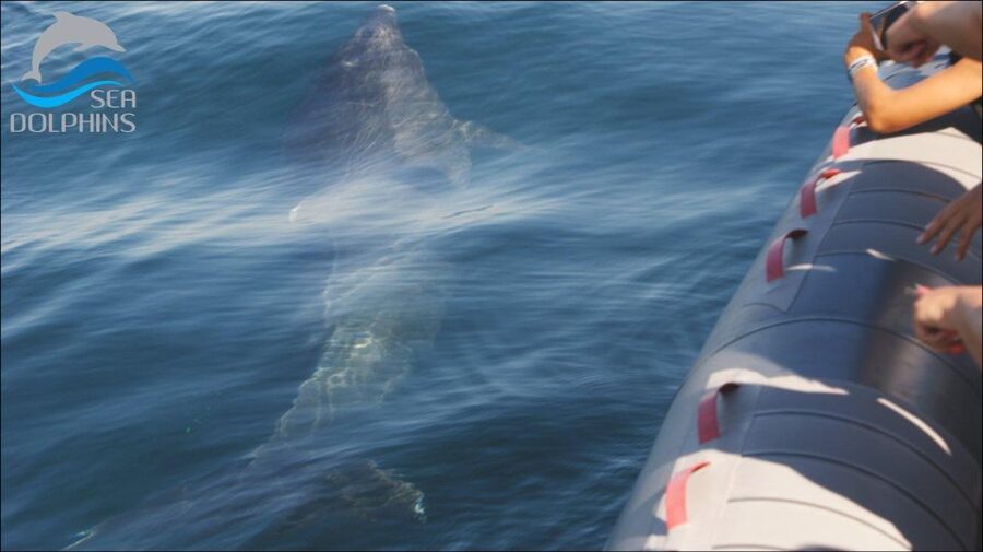 Dolphins Watching - Portimão - Why the Long-Tail Boat Ride to Portimão Adds Real Value