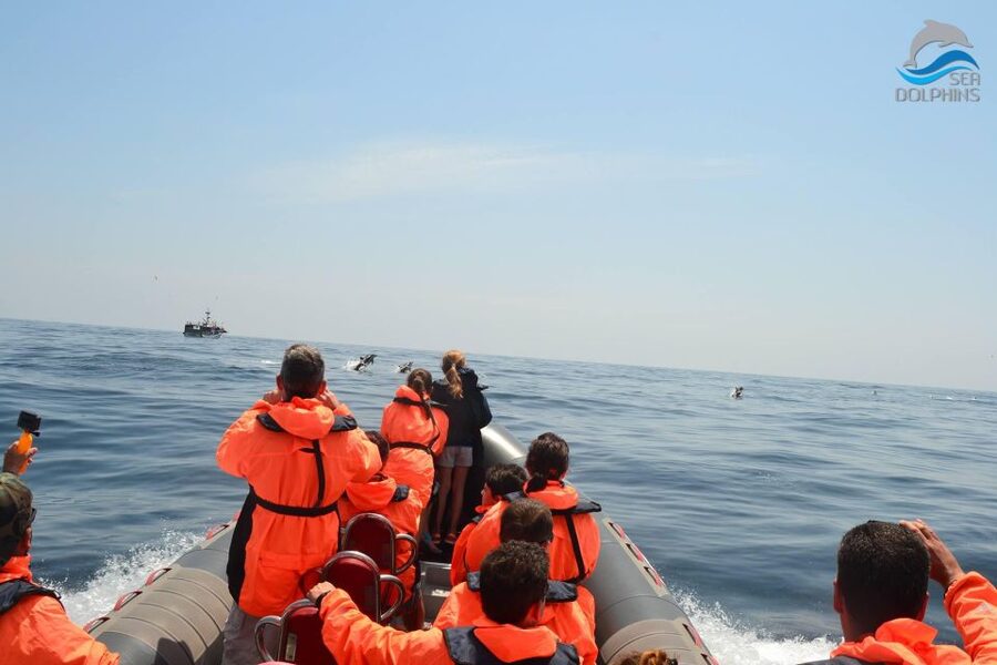 Dolphins Watching - Portimão - Seats, Coats, and Motion: Comfort Tips That Actually Help