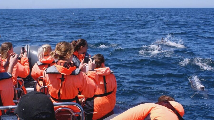 Dolphins Watching - Portimão - Safety Rules and Who Should Skip This Trip